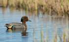 Green-winged teal drake floating on arctic pond in Alaska Art Print
